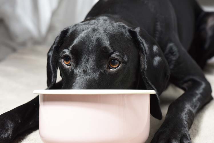 Futterberatung - Ernährungsberatung Junghunde