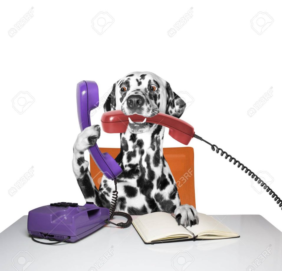 Hund am Telefon Gespräch mit Hund Information Auskunft